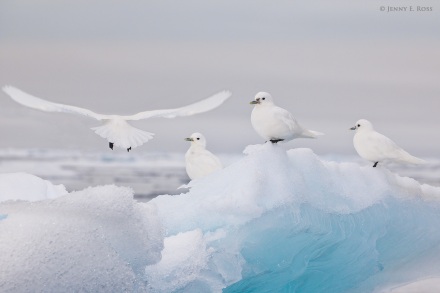 Ivory gulls on sea ice in Arctic Ocean above 81-degrees North
